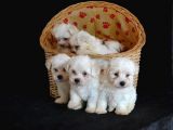SHOW KALİTE MALTESE TERRİER YAVRULARIMIZ