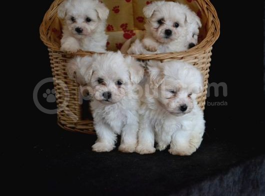 Show Kali̇te Maltese Terri̇er Yavrularimiz görsel