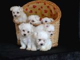 Show Kali̇te Maltese Terri̇er Yavrularimiz