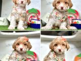 Süper Malti̇poo Bebekleri̇mi̇z