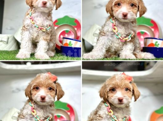Süper Malti̇poo Bebekleri̇mi̇z görsel