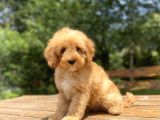 Bebek Suratli Sevi̇mli̇ Poodle Yavrumuz