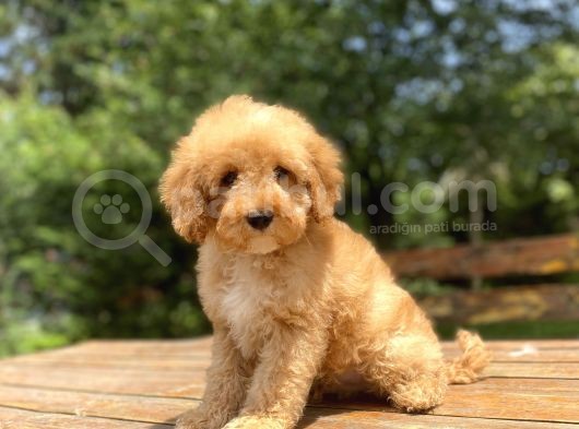 Bebek Suratli Sevi̇mli̇ Poodle Yavrumuz görsel