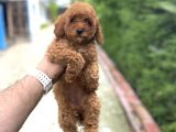 Red Di̇şi̇ Aşili Poodle Bebekler A Kali̇te