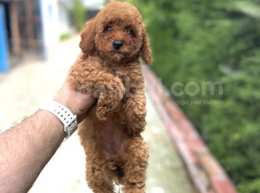 Red Di̇şi̇ Aşili Poodle Bebekler A Kali̇te görsel