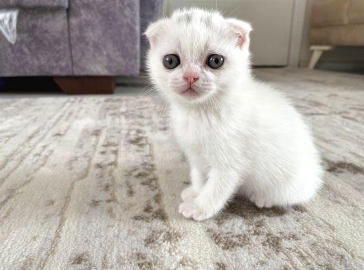 Scottish Fold Kedi görsel