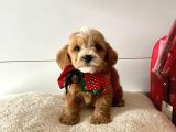 Orji̇nal Malti̇po Yavrular