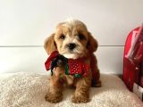 Orji̇nal Malti̇po Yavrular