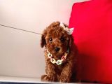 ORJİNAL TOY POODLE YAVRULAR