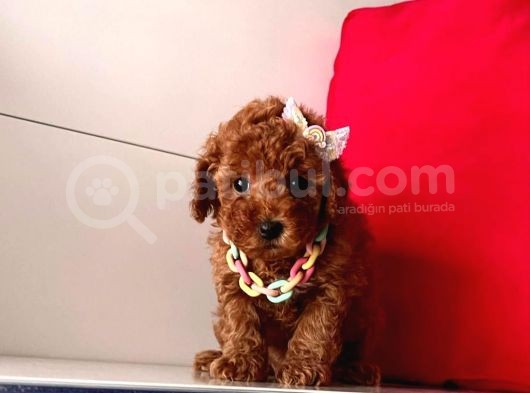 Orji̇nal Toy Poodle Yavrular