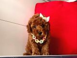 Orji̇nal Toy Poodle Yavrular