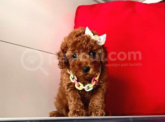 Orji̇nal Toy Poodle Yavrular görsel
