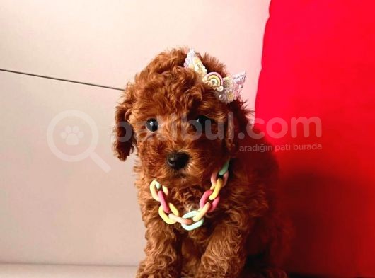 Orji̇nal Toy Poodle Yavrular görsel
