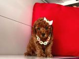 Orji̇nal Toy Poodle Yavrular