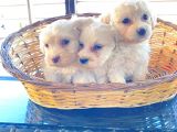 0 Numara Maltese Terrier Bebeklerimiz
