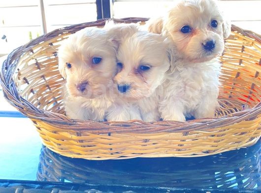 0 Numara Maltese Terrier Bebeklerimiz görsel