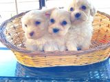 0 NUMARA Maltese terrier bebeklerimiz