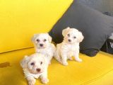 minik maltipoo bebeğimiz
