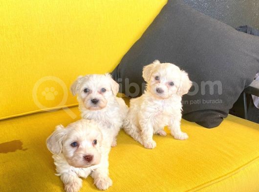 Minik Maltipoo Bebeğimiz