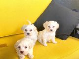 Minik Maltipoo Bebeğimiz