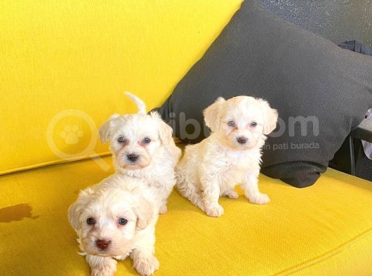 Minik Maltipoo Bebeğimiz görsel