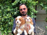 Muhteşem Cavali̇er Ki̇ng Charles Yavrular