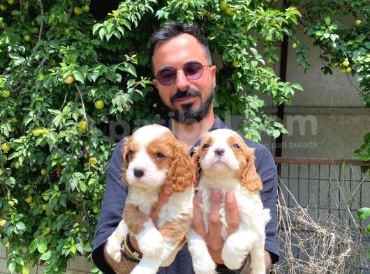 Muhteşem Cavali̇er Ki̇ng Charles Yavrular görsel