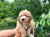 A Scr Muhteşem Toy Poodle  Yavrularimiz