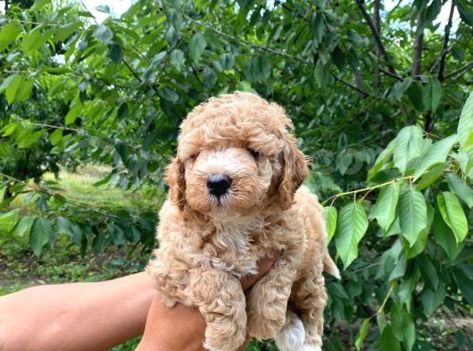 A Scr Muhteşem Toy Poodle  Yavrularimiz görsel