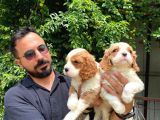 Muhteşem Cavali̇er Ki̇ng Charles Yavrular