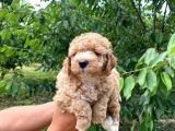 A Scr Muhteşem Toy Poodle  Yavrularimiz