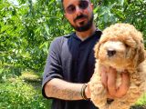 A Scr Muhteşem Toy Poodle  Yavrularimiz