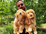 A Scr Muhteşem Toy Poodle  Yavrularimiz