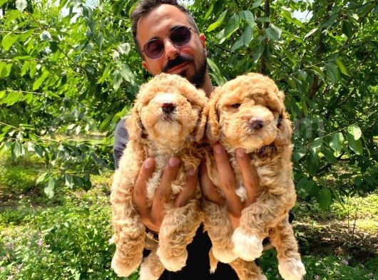 A Scr Muhteşem Toy Poodle  Yavrularimiz görsel