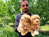 A Scr Muhteşem Toy Poodle  Yavrularimiz