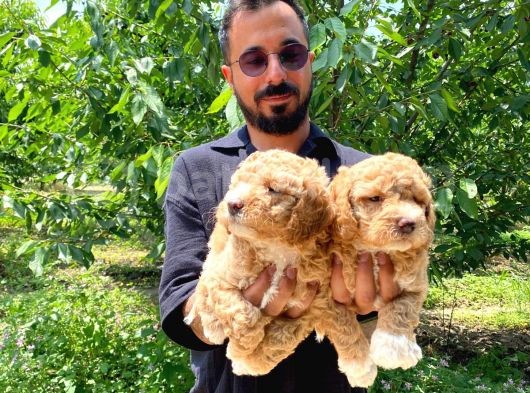 A Scr Muhteşem Toy Poodle  Yavrularimiz görsel