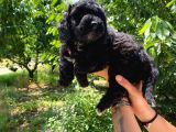A Scr Muhteşem Toy Poodle  Yavrularimiz