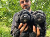 A SCR MUHTEŞEM TOY POODLE  YAVRULARIMIZ