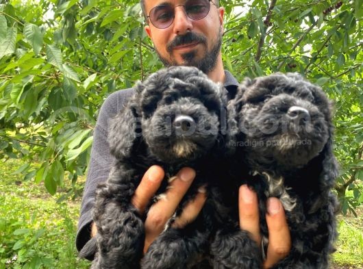 A Scr Muhteşem Toy Poodle  Yavrularimiz