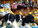 Dunyani̇n En Zeki̇ Irki Border Collie