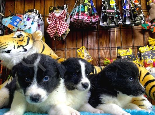 Dunyani̇n En Zeki̇ Irki Border Collie görsel