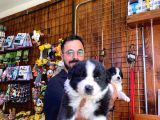 Dunyani̇n En Zeki̇ Irki Border Collie