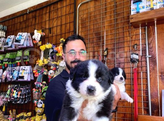 Dunyani̇n En Zeki̇ Irki Border Collie görsel