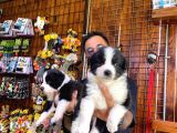 Dunyani̇n En Zeki̇ Irki Border Collie