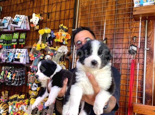 Dunyani̇n En Zeki̇ Irki Border Collie görsel