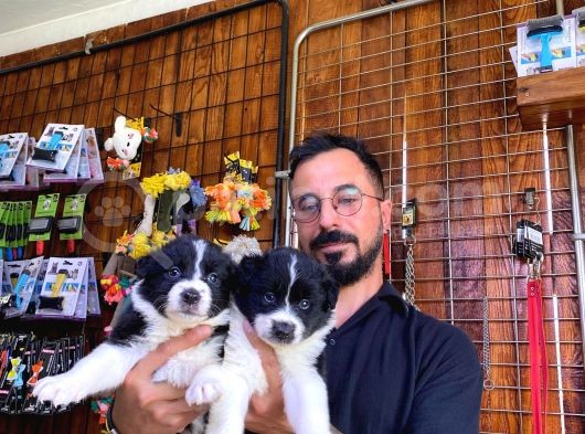 Dunyani̇n En Zeki̇ Irki Border Collie görsel