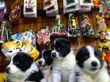 Dunyani̇n En Zeki̇ Irki Border Collie