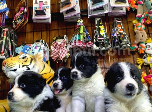 Dunyani̇n En Zeki̇ Irki Border Collie görsel
