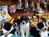 Dunyani̇n En Zeki̇ Irki Border Collie