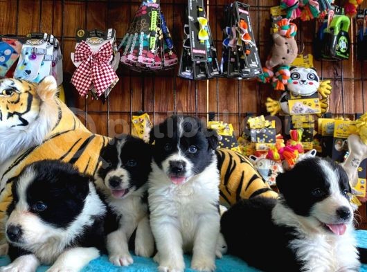 Dunyani̇n En Zeki̇ Irki Border Collie görsel